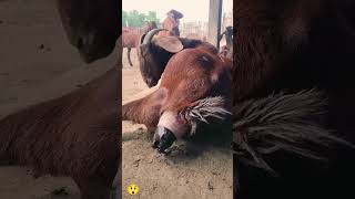 Goat baby birth videoshots short feed vlog goats youtubeshorts [upl. by Broder]