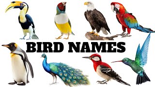 BIRD NAMES  learn BIRD names in English [upl. by Greabe427]