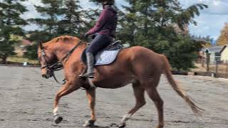 Red fat snaffle and German martingale [upl. by Wanids309]