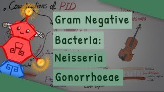 Gram Negative Bacteria Neisseria gonorrhoeae [upl. by Mahau198]