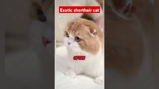 Exotic Shorthair Cat Personality Traits [upl. by Keelia]