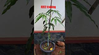 R2e2 mango plant training process grafting mangoplant australia r2e2 gardeningaustralia plants [upl. by Naquin]