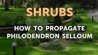 How to Propagate Philodendron Selloum [upl. by Carlee]