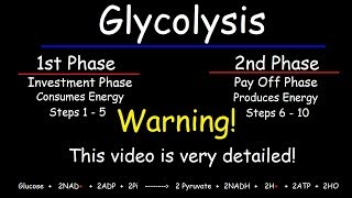 Glycolysis  Biochemistry [upl. by Younger]