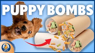 DIY Puppy Bombs Easy amp Affordable Enrichment Toy for Puppies [upl. by Litnahs35]