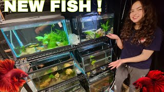 AWESOME NEW FISH AND NEW BETTA ROOM PROGRESS [upl. by Nailuj]