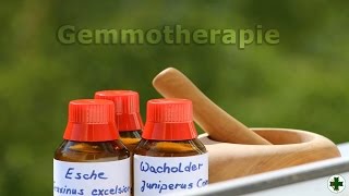 Gemmotherapie  Herstellung Anwendung und Einnahme [upl. by Atlanta]