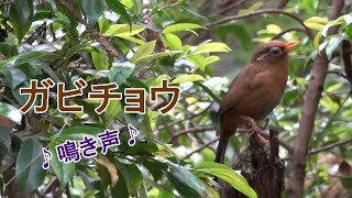 【ガビチョウ】画眉鳥の鳴き声 美声？ 騒音？（特定外来生物） [upl. by Burdett]