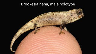 Brookesia nana  World’s Smallest Reptile [upl. by Ennaihs222]