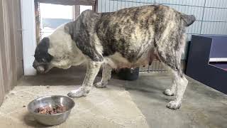 Feeding of two pregnant Central Asian Shepherds one meal dinner [upl. by Knighton]