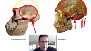 Skullcast comparison of hominin skulls [upl. by Kciregor518]