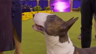 Westminster Kennel Club Dog Show 2024 Terrier Group Final Winner Bull Terrier coloured 👏🏆🎉 [upl. by Alisander]