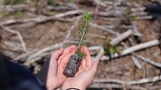 What Is Silviculture [upl. by Ebeneser]