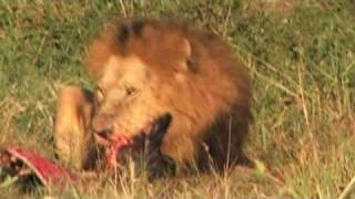 VIDEO LEONI Masai mara 2mpg [upl. by Ardnuas]