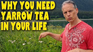 8 Reasons you need YARROW TEA in your life  Benefits of Achillea Millefolium [upl. by Leonore]