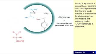 Aldolase mechanism [upl. by Ahtnamys]