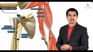 Radial nerve Anatomy USMLE Origin Course innervation Saturday night palsy Wartenberg’s syndrome [upl. by Ubana]