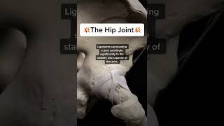 The Hip joint trending anatomy explore usa us jersey english bones medical [upl. by Enaitsirk]