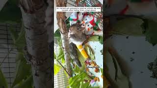 Rescue squirrel kittenrescue rescue squirrel save animals animalrescue [upl. by Knarf109]