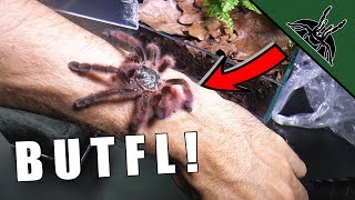 PRETTY TARANTULA IS A THING  Avicularia care sheet [upl. by Ratha109]