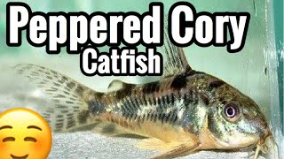 Peppered Cory Catfish Care Profile [upl. by Julia]