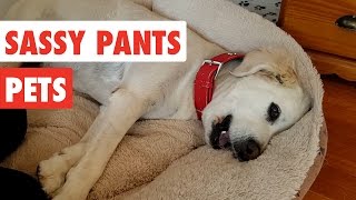 Sassy Pants Pets  Funny Pet Video Compilation 2017 [upl. by Jeminah]