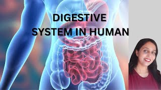 Digestive System in Humans Life processes Class 10 biology science neet study class [upl. by Akoyn]