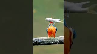 Kingfisher Bird shortvideo king viralvideo [upl. by Ika]