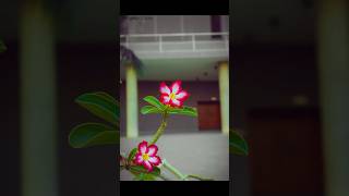 flower photography  canon r100 shorts shortsfeed tradingsong [upl. by Nyladnor]