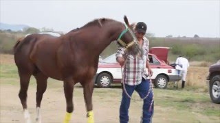 carreras de caballos carril buenavista Etla oaxaca [upl. by Spark]