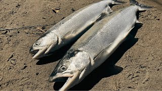 River Fishing for Sockeye Salmon in Washington State Catch n’ Cook [upl. by Moazami]