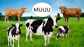 Som Da Vaca Mugindo  Boi Berrando  Cow Lowing Sound [upl. by Emilee]