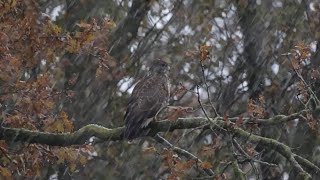 Buizerd in een sneeuwbui [upl. by Hayimas918]