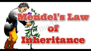 Mendels Law of Inheritance  3 Mendelian Law of Inheritance  AgriBioTech [upl. by Egres]