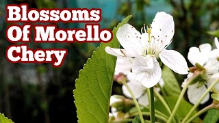 Morello Cherry How The Blossoms Look Like [upl. by Kreis]