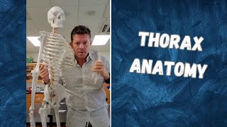 Exploring the Thoracic Cage Anatomy and Function [upl. by Hsizan]