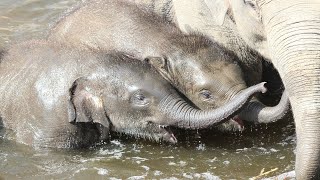 Speelse olifanten in het water  Playfull elephants in the water  Planckendael 2018 [upl. by Erline365]