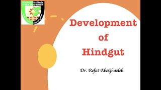 Development of Hindgut [upl. by Vincelette]