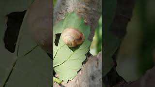 Snails nap snail gastropods nap [upl. by Nassi]