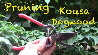 Kousa Dogwood Tree Pruning and shaping in the Summertime [upl. by Vittorio]