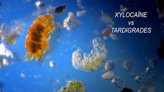 TARDIGRADA vs XYLOCAINE [upl. by Guerra186]