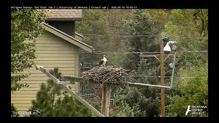 Hellgate Osprey  Finn Left The Tree Takes Fish3 To Nest  Sat 91424 clip5 [upl. by Idieh925]