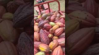 cacau foryou viralvideo vidanaroca viralshort cacao roça plantaçao colheita [upl. by Moffitt]