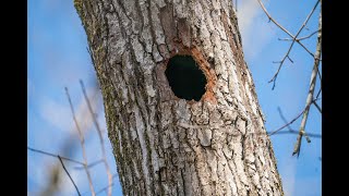 The Fascinating Connection Between Woodpeckers and Indian Drumming [upl. by Theodoric]