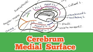 Cerebrum  Medial surfaceSulci and gyri World of Anatomy [upl. by Clapper]