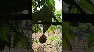 ROLLINIA FRUIT FREE SEED ph9048950039 [upl. by Esten581]