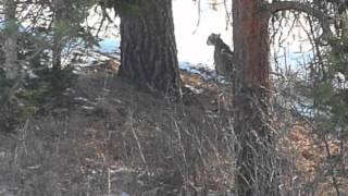 Cougar vs Coyote Round Two  22Dec12 [upl. by Hultgren]