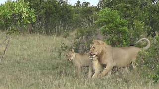 Earless greetings  Matira Safari Maasai Mara [upl. by Haugen]