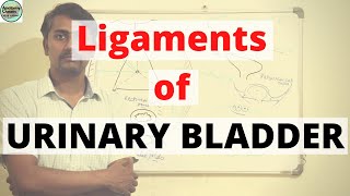 Ligaments of URINARY BLADDER [upl. by Altman]