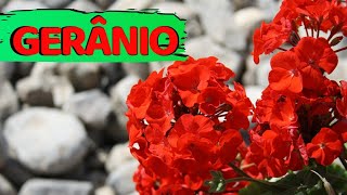 GERÂNIO CONHEÇA OS USOS MEDICINAIS DA ESPÉCIE Pelargonium sidoides [upl. by Graniela]